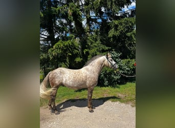 German Riding Pony Mix, Gelding, 4 years, 14.1 hh, Can be white