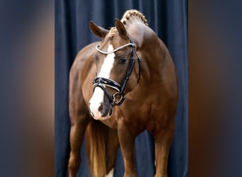 German Riding Pony, Gelding, 4 years, 14.1 hh, Chestnut