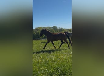 German Riding Pony, Gelding, 4 years, 14.1 hh, Chestnut
