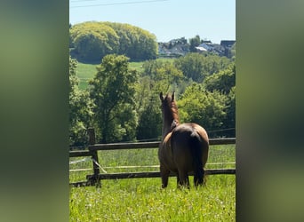 German Riding Pony, Gelding, 4 years, 14.1 hh, Chestnut