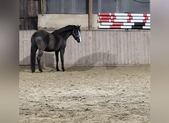 German Riding Pony, Gelding, 4 years, 14.1 hh, Chestnut