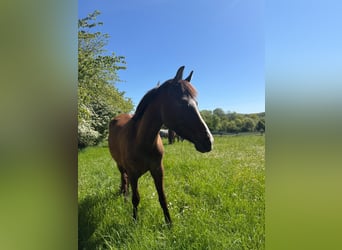 German Riding Pony, Gelding, 4 years, 14.1 hh, Chestnut