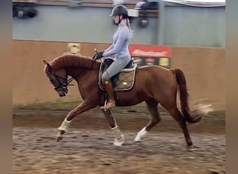 German Riding Pony, Gelding, 4 years, 14,1 hh, Chestnut