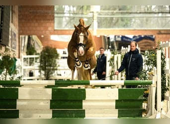 German Riding Pony, Gelding, 4 years, 14,1 hh, Chestnut-Red