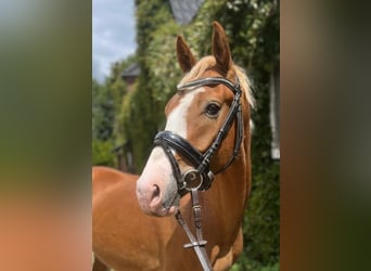 German Riding Pony, Gelding, 4 years, 14.1 hh, Chestnut-Red