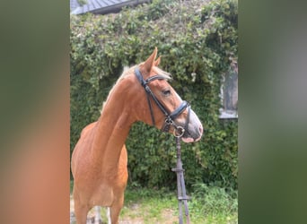 German Riding Pony, Gelding, 4 years, 14.1 hh, Chestnut-Red