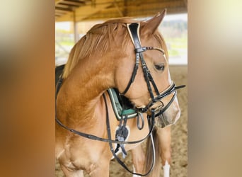 German Riding Pony, Gelding, 4 years, 14.1 hh, Chestnut-Red