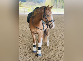 German Riding Pony, Gelding, 4 years, 14.1 hh, Chestnut-Red