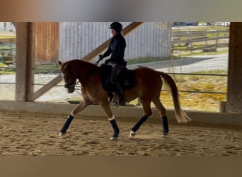 German Riding Pony, Gelding, 4 years, 14.1 hh, Chestnut-Red