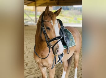 German Riding Pony, Gelding, 4 years, 14.1 hh, Chestnut-Red