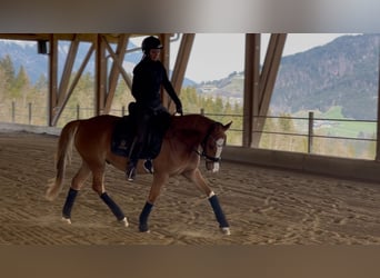 German Riding Pony, Gelding, 4 years, 14.1 hh, Chestnut-Red