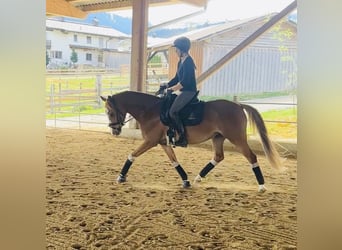 German Riding Pony, Gelding, 4 years, 14.1 hh, Chestnut-Red