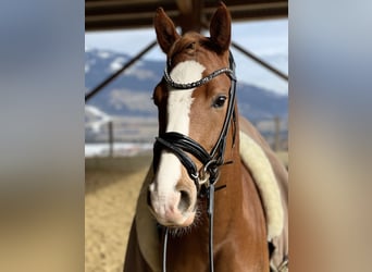 German Riding Pony, Gelding, 4 years, 14.1 hh, Chestnut-Red