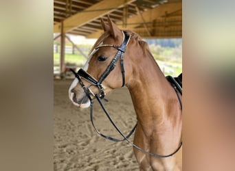 German Riding Pony, Gelding, 4 years, 14.1 hh, Chestnut-Red