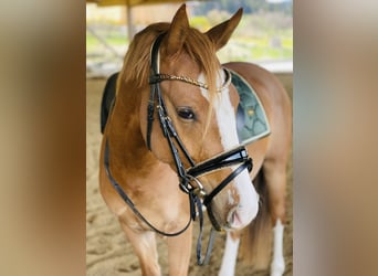 German Riding Pony, Gelding, 4 years, 14.1 hh, Chestnut-Red