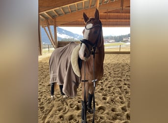 German Riding Pony, Gelding, 4 years, 14.1 hh, Chestnut-Red