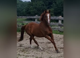 German Riding Pony, Gelding, 4 years, 14.1 hh, Chestnut-Red