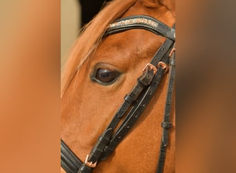 German Riding Pony, Gelding, 4 years, 14.1 hh, Chestnut-Red