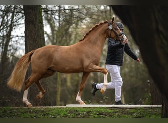 German Riding Pony, Gelding, 4 years, 14.1 hh, Chestnut-Red