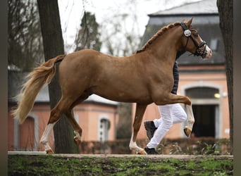 German Riding Pony, Gelding, 4 years, 14.1 hh, Chestnut-Red