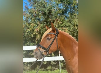 German Riding Pony, Gelding, 4 years, 14.1 hh, Chestnut-Red