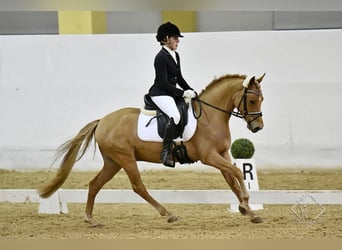 German Riding Pony, Gelding, 4 years, 14.1 hh, Chestnut-Red