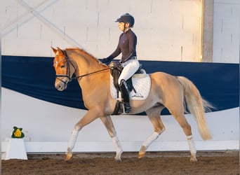 German Riding Pony, Gelding, 4 years, 14,1 hh, Chestnut-Red