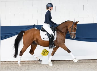 German Riding Pony, Gelding, 4 years, 14.1 hh, Chestnut-Red