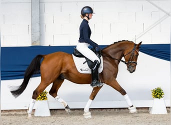 German Riding Pony, Gelding, 4 years, 14.1 hh, Chestnut-Red