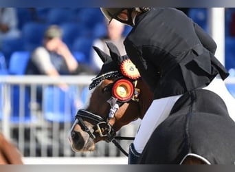 German Riding Pony, Gelding, 4 years, 14.1 hh, Chestnut-Red