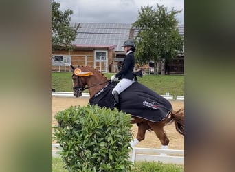 German Riding Pony, Gelding, 4 years, 14.1 hh, Chestnut-Red