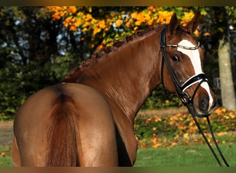 German Riding Pony, Gelding, 4 years, 14,1 hh, Chestnut-Red