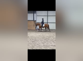 German Riding Pony, Gelding, 4 years, 14.1 hh, Chestnut-Red