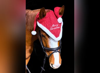 German Riding Pony, Gelding, 4 years, 14.1 hh, Chestnut-Red