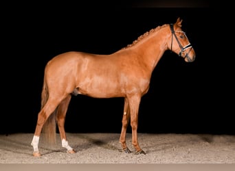 German Riding Pony, Gelding, 4 years, 14.1 hh, Chestnut-Red