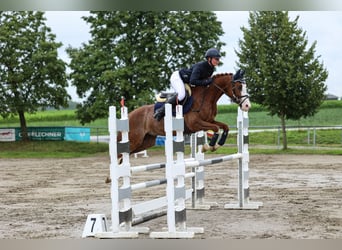 German Riding Pony, Gelding, 4 years, 14.1 hh, Chestnut-Red