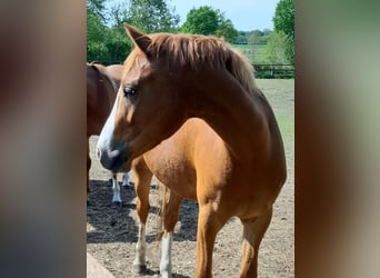 German Riding Pony, Gelding, 4 years, 14.1 hh, Chestnut-Red