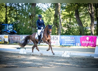 German Riding Pony, Gelding, 4 years, 14.1 hh, Chestnut-Red