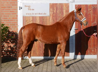 German Riding Pony, Gelding, 4 years, 14,1 hh, Chestnut-Red