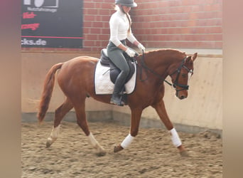 German Riding Pony, Gelding, 4 years, 14,1 hh, Chestnut-Red