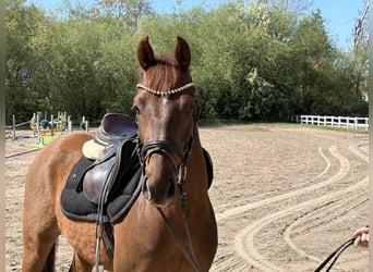 German Riding Pony, Gelding, 4 years, 14.1 hh, Chestnut