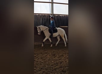 German Riding Pony, Gelding, 4 years, 14.1 hh, Cremello