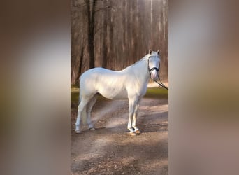 German Riding Pony, Gelding, 4 years, 14.1 hh, Cremello