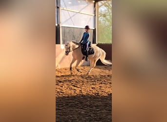 German Riding Pony, Gelding, 4 years, 14.1 hh, Cremello