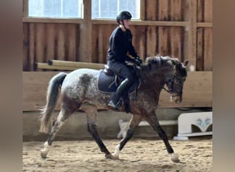 German Riding Pony, Gelding, 4 years, 14.1 hh