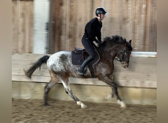 German Riding Pony, Gelding, 4 years, 14.1 hh