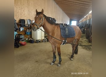 German Riding Pony, Gelding, 4 years, 14.1 hh, Dun