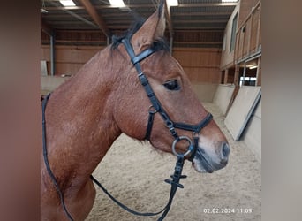German Riding Pony, Gelding, 4 years, 14.1 hh, Dun