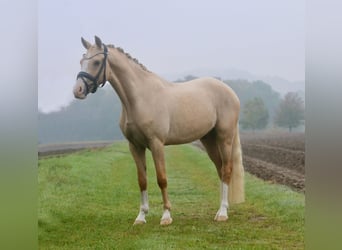 German Riding Pony, Gelding, 4 years, 14.1 hh, Dun
