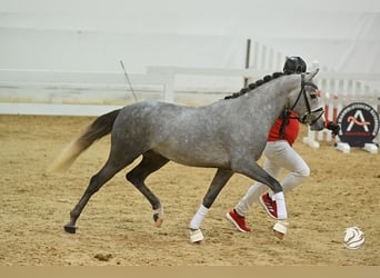 German Riding Pony, Gelding, 4 years, 14.1 hh, Gray-Dapple